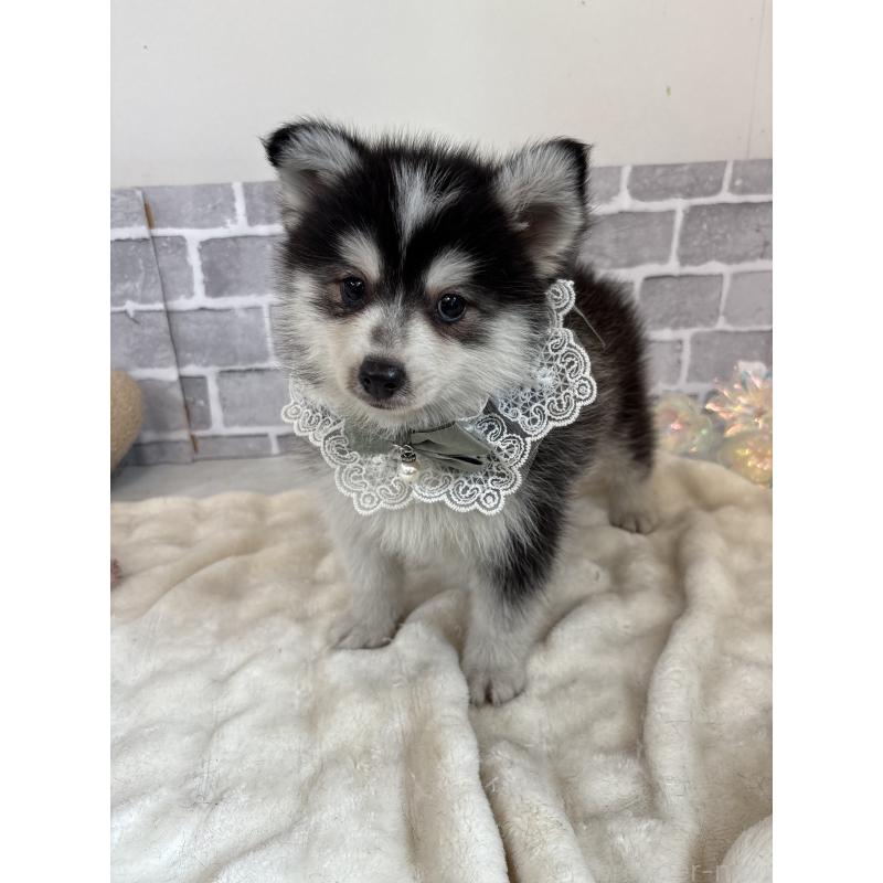 販売中の東京都のミックス犬-394991の15枚目