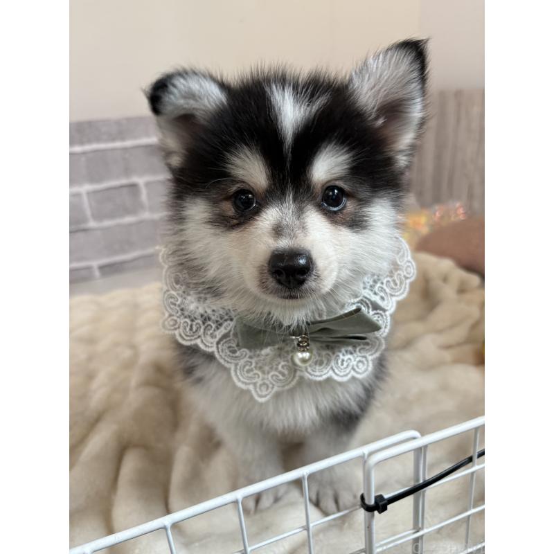 販売中の東京都のミックス犬-394991の14枚目