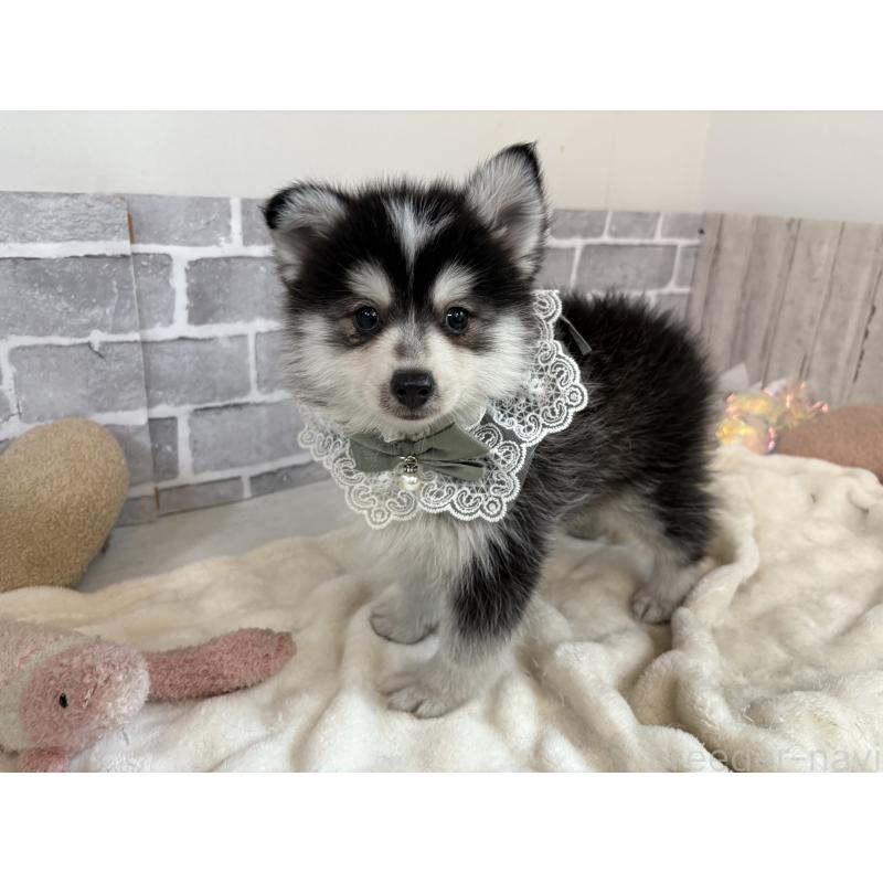 販売中の東京都のミックス犬-394991の12枚目