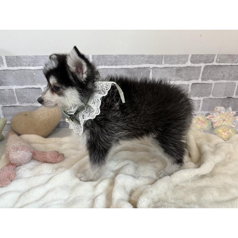販売中の東京都のミックス犬-394991の11枚目