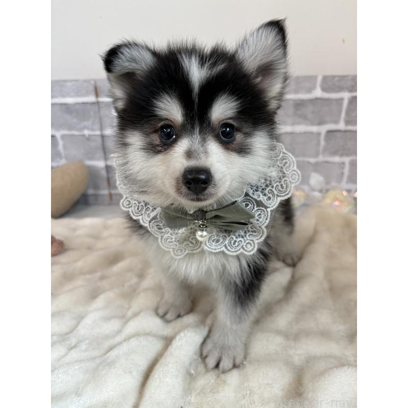 販売中の東京都のミックス犬-394991の10枚目