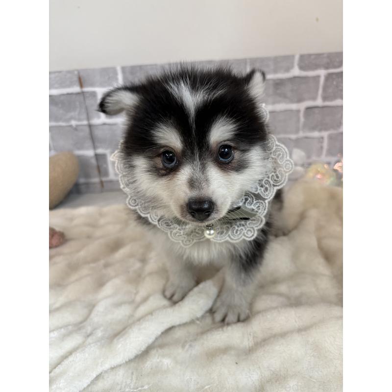 販売中の東京都のミックス犬-394991の9枚目