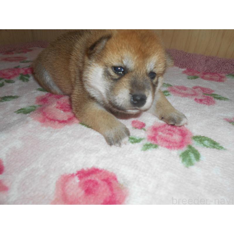 販売中の鹿児島県の柴犬-407883の2枚目