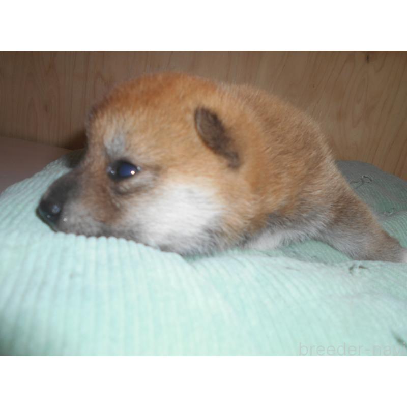 販売中の鹿児島県の柴犬-407885の3枚目