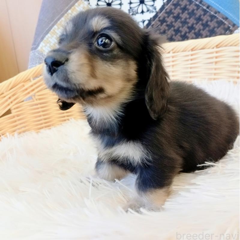 成約済の和歌山県のミニチュアダックスフンド(ロングヘアード)-406266の6枚目