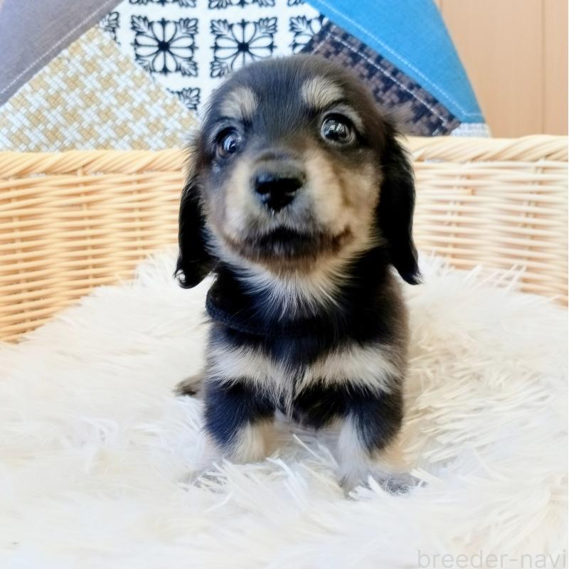 成約済の和歌山県のミニチュアダックスフンド(ロングヘアード)-406266の5枚目