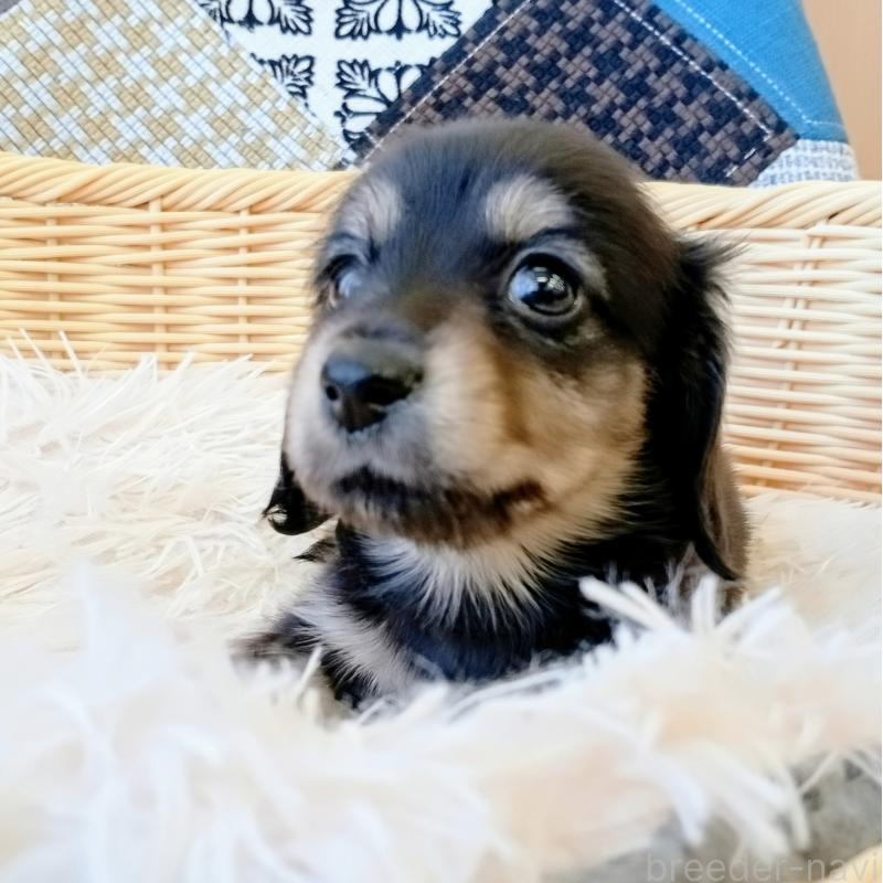 成約済の和歌山県のミニチュアダックスフンド(ロングヘアード)-406266の4枚目