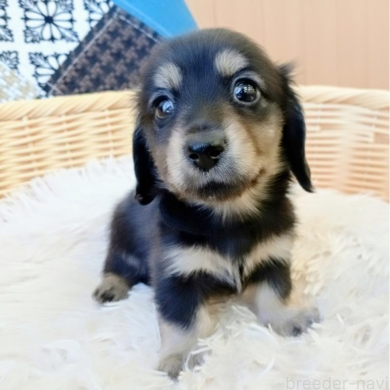 成約済の和歌山県のミニチュアダックスフンド(ロングヘアード)-406266の3枚目