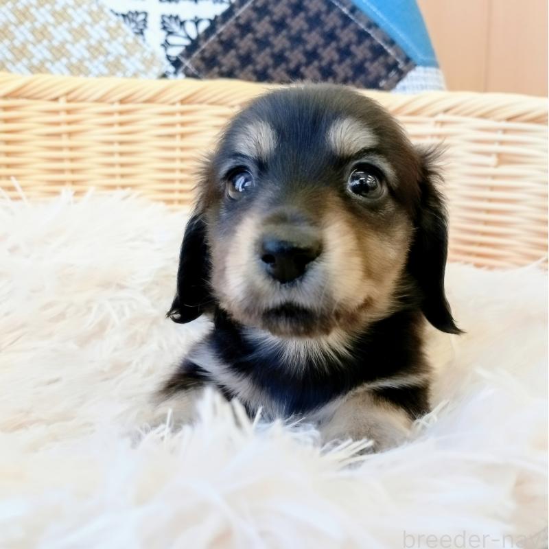 成約済の和歌山県のミニチュアダックスフンド(ロングヘアード)-406266の2枚目