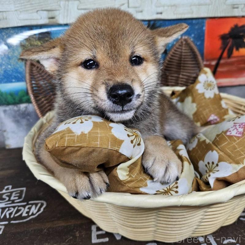 販売中の兵庫県の柴犬-407898の5枚目