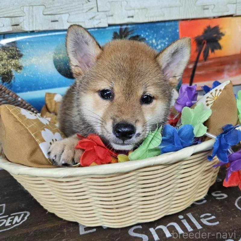 販売中の兵庫県の柴犬-407898の4枚目
