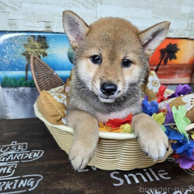 販売中の兵庫県の柴犬-407898の1枚目