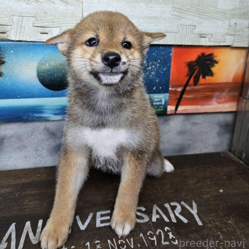 販売中の兵庫県の柴犬-407898の2枚目