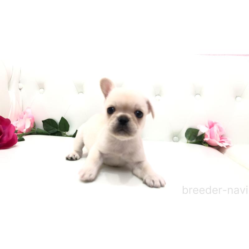 成約済の埼玉県のミックス犬-401452の11枚目