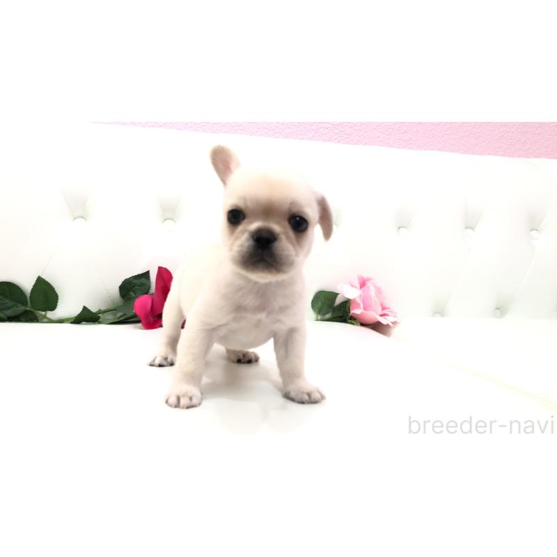 成約済の埼玉県のミックス犬-401452の10枚目