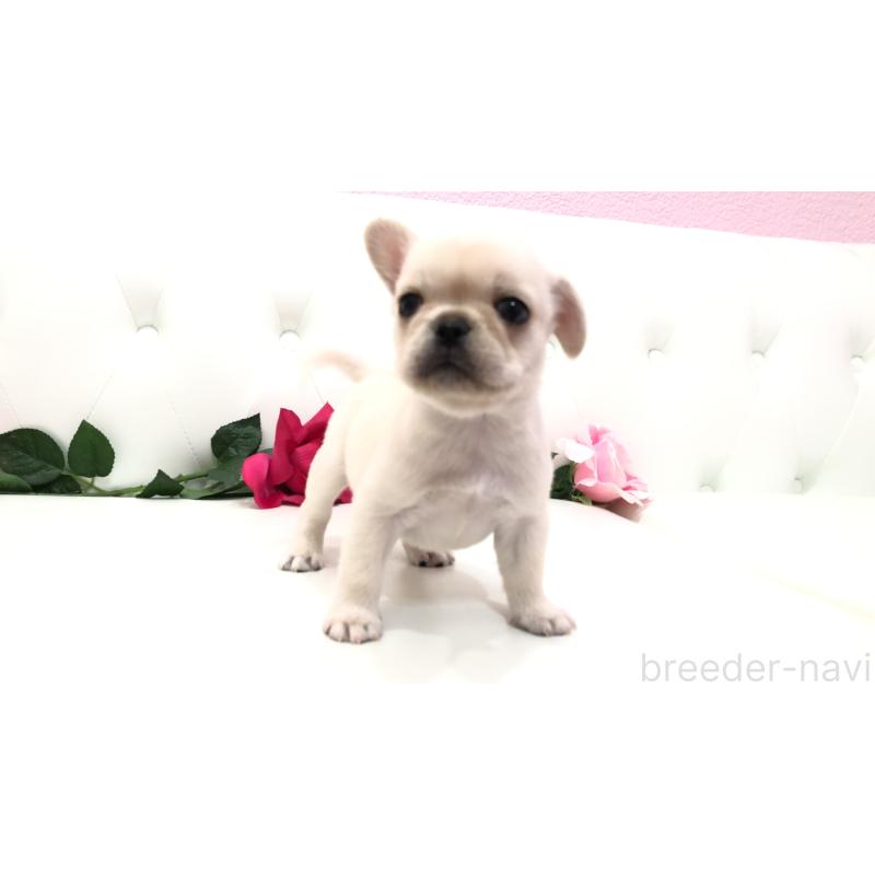 成約済の埼玉県のミックス犬-401452の9枚目