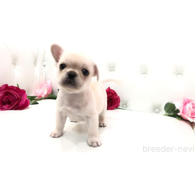 成約済の埼玉県のミックス犬-401452の1枚目