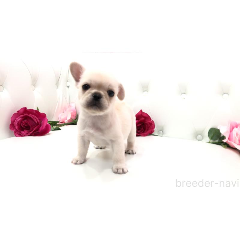 成約済の埼玉県のミックス犬-401452の8枚目