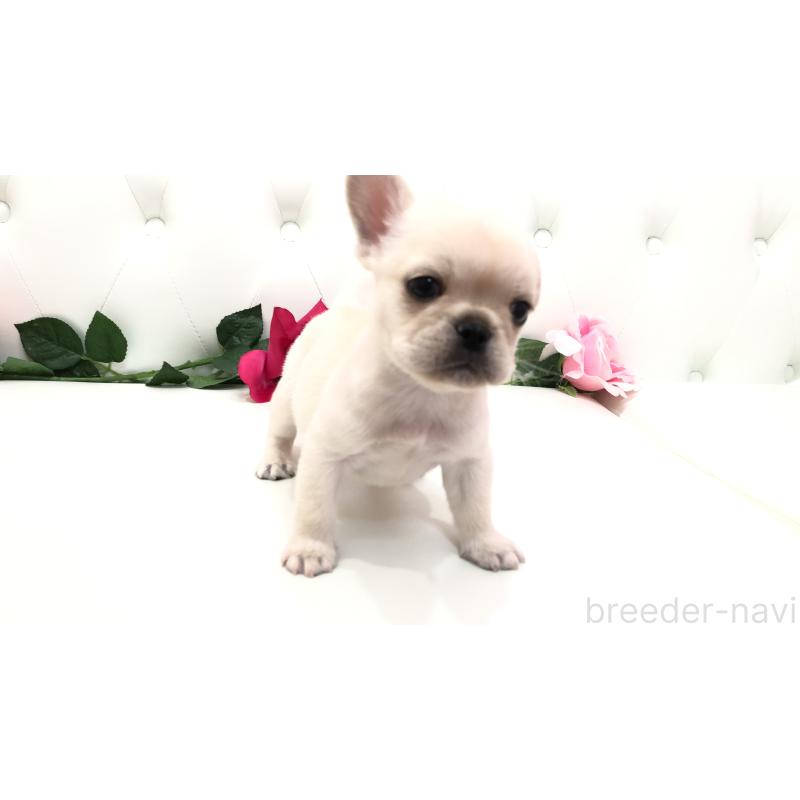 成約済の埼玉県のミックス犬-401452の7枚目