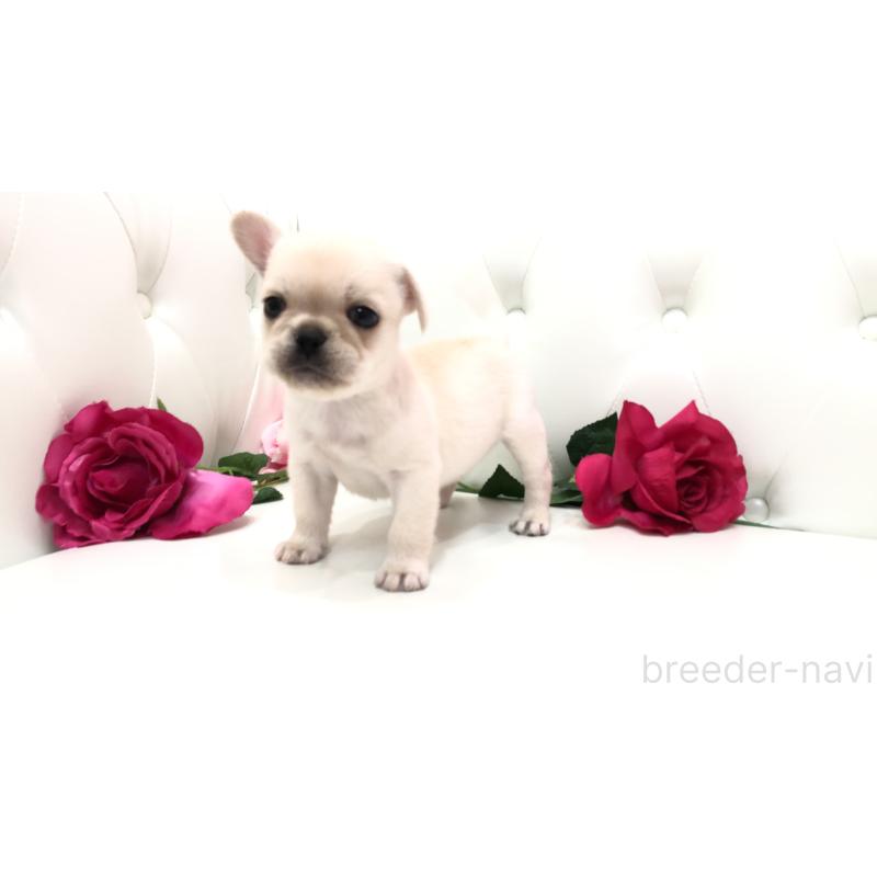 成約済の埼玉県のミックス犬-401452の6枚目