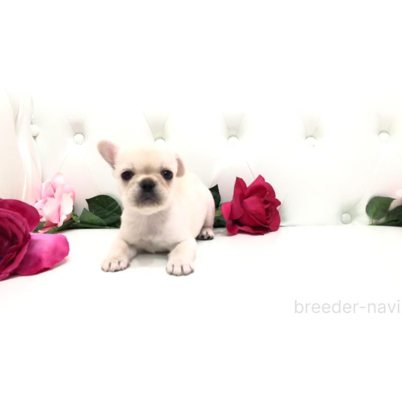 成約済の埼玉県のミックス犬-401452の4枚目