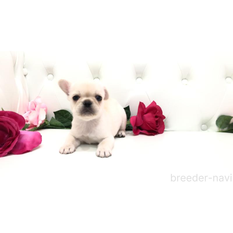 成約済の埼玉県のミックス犬-401452の3枚目