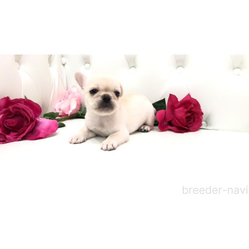 成約済の埼玉県のミックス犬-401452の2枚目