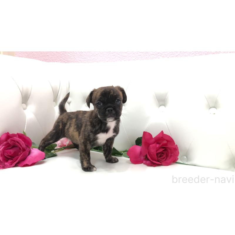 成約済の埼玉県のミックス犬-401455の1枚目