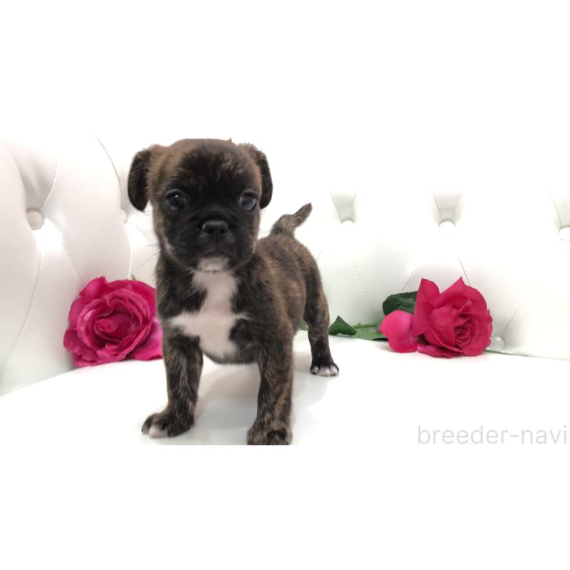 成約済の埼玉県のミックス犬-401455の12枚目