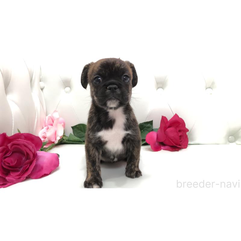 成約済の埼玉県のミックス犬-401455の11枚目