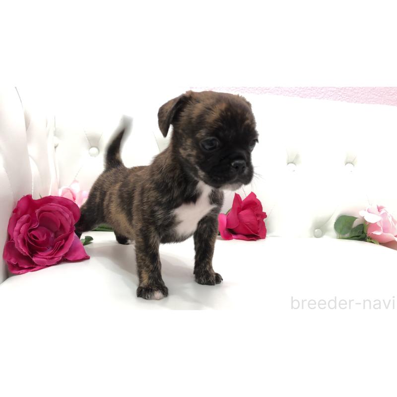 成約済の埼玉県のミックス犬-401455の10枚目