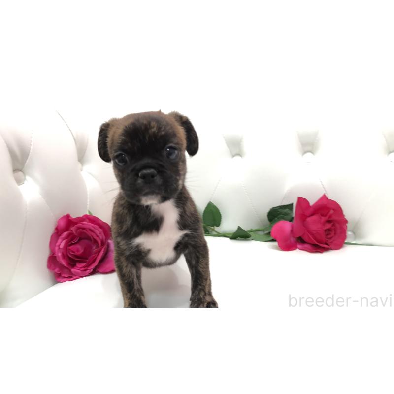 成約済の埼玉県のミックス犬-401455の9枚目