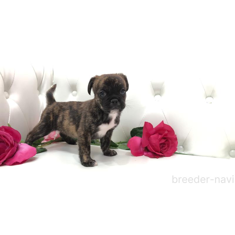 成約済の埼玉県のミックス犬-401455の6枚目