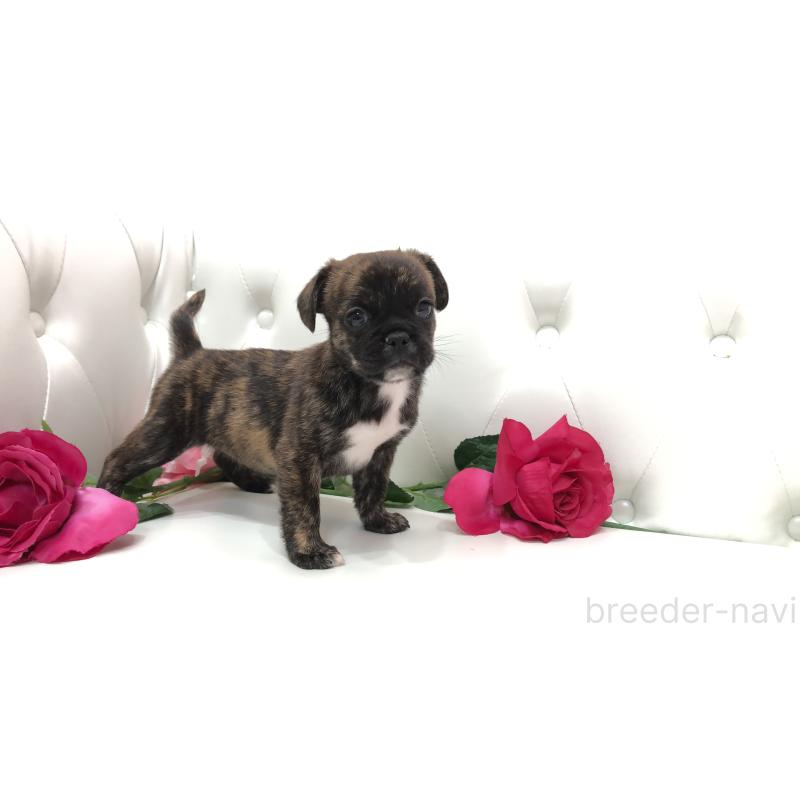 成約済の埼玉県のミックス犬-401455の5枚目