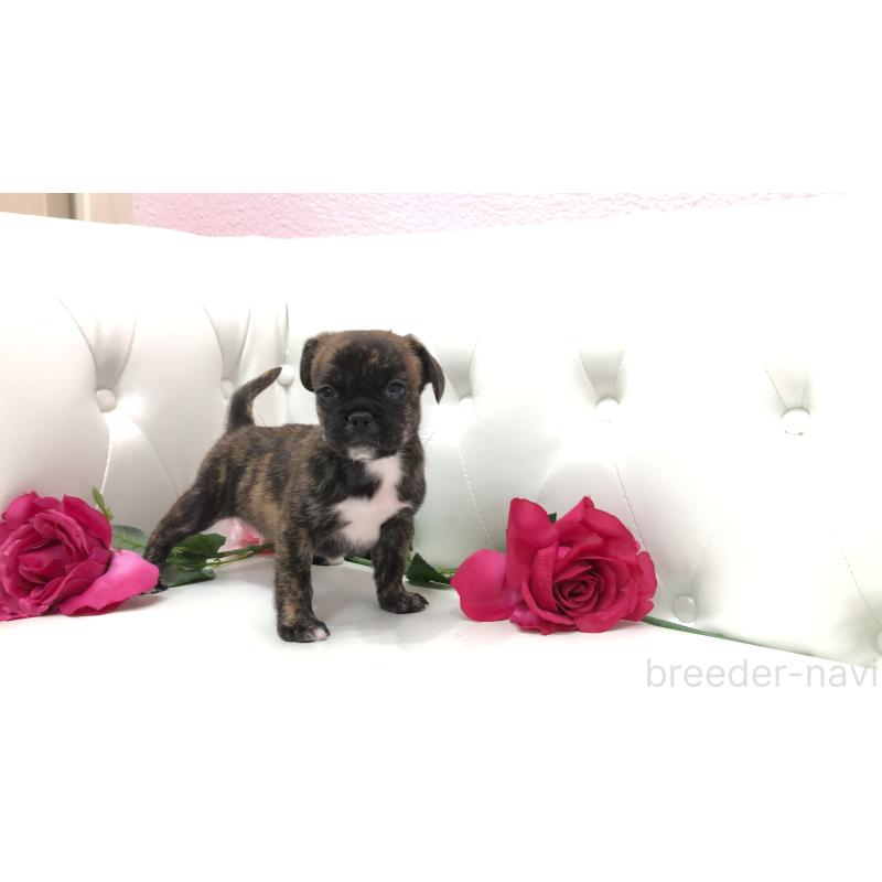 成約済の埼玉県のミックス犬-401455の4枚目