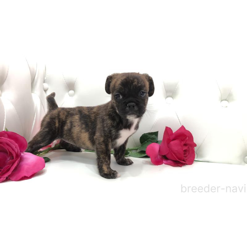 成約済の埼玉県のミックス犬-401455の3枚目