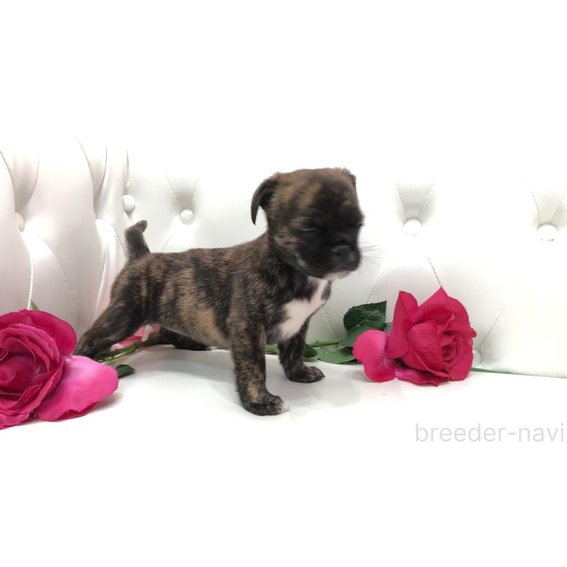 成約済の埼玉県のミックス犬-401455の2枚目