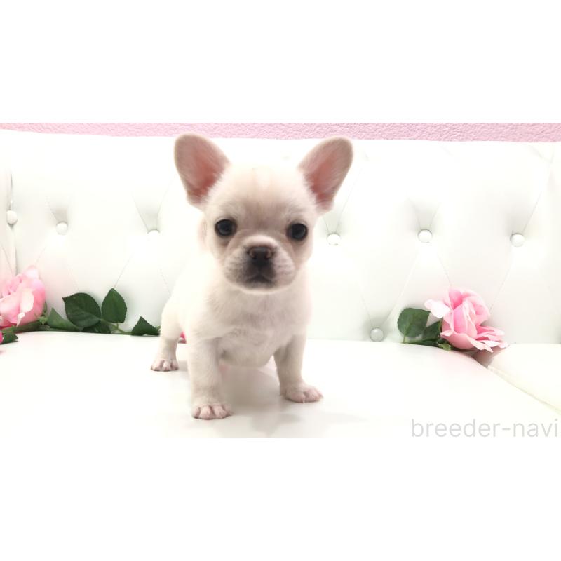 成約済の埼玉県のチワワ(ロングコート)-401457の13枚目