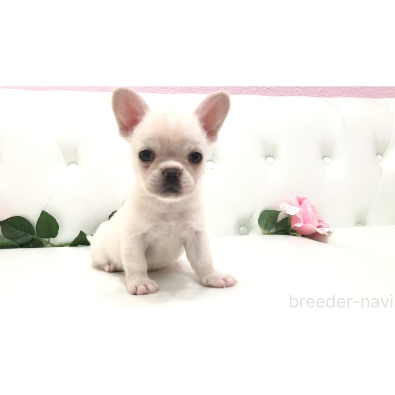 成約済の埼玉県のチワワ(ロングコート)-401457の12枚目