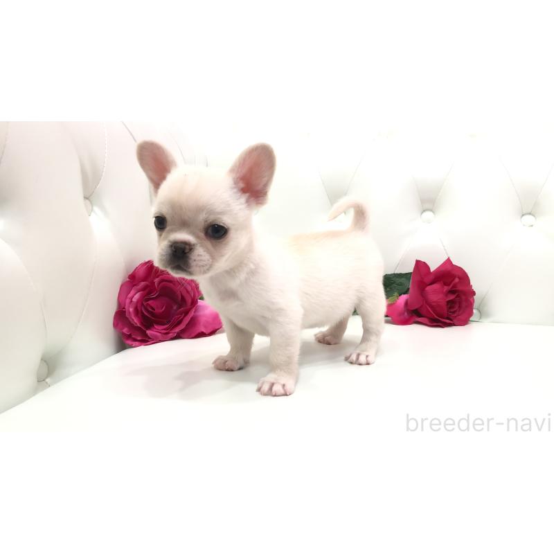 成約済の埼玉県のチワワ(ロングコート)-401457の10枚目