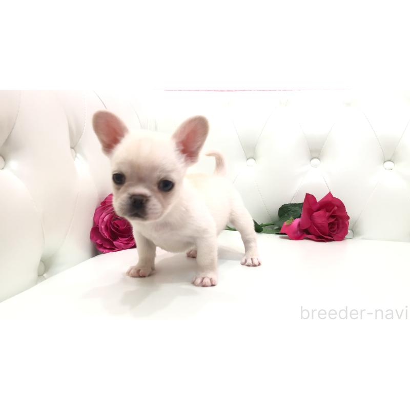 成約済の埼玉県のチワワ(ロングコート)-401457の9枚目