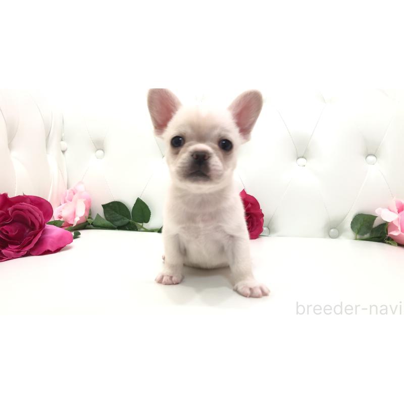 成約済の埼玉県のチワワ(ロングコート)-401457の8枚目