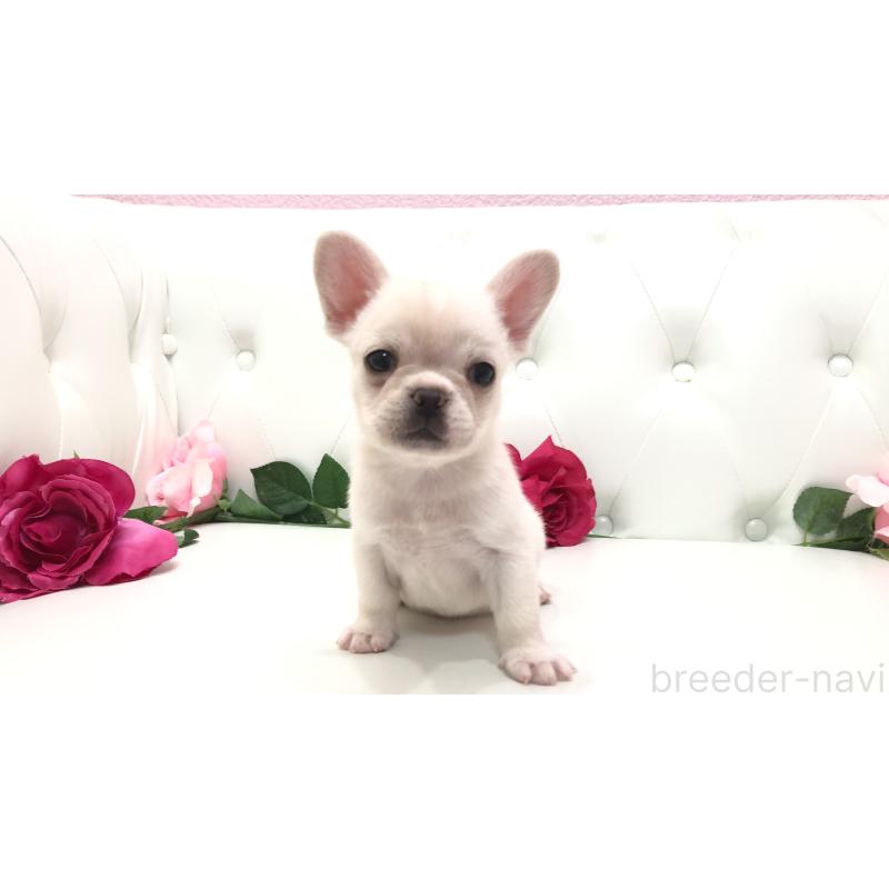 成約済の埼玉県のチワワ(ロングコート)-401457の7枚目