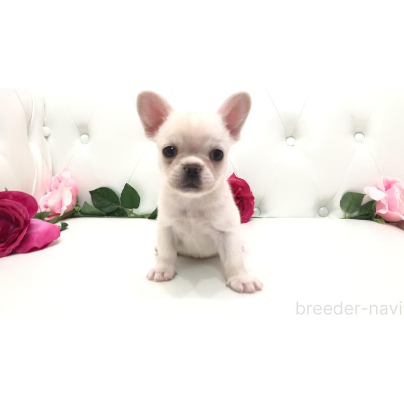 成約済の埼玉県のチワワ(ロングコート)-401457の6枚目