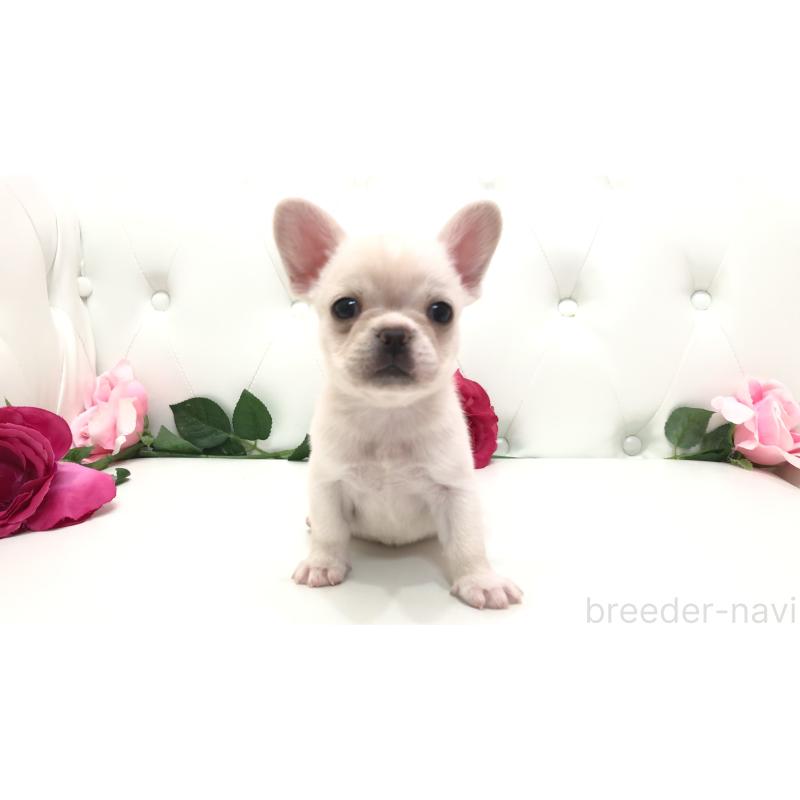 成約済の埼玉県のチワワ(ロングコート)-401457の1枚目