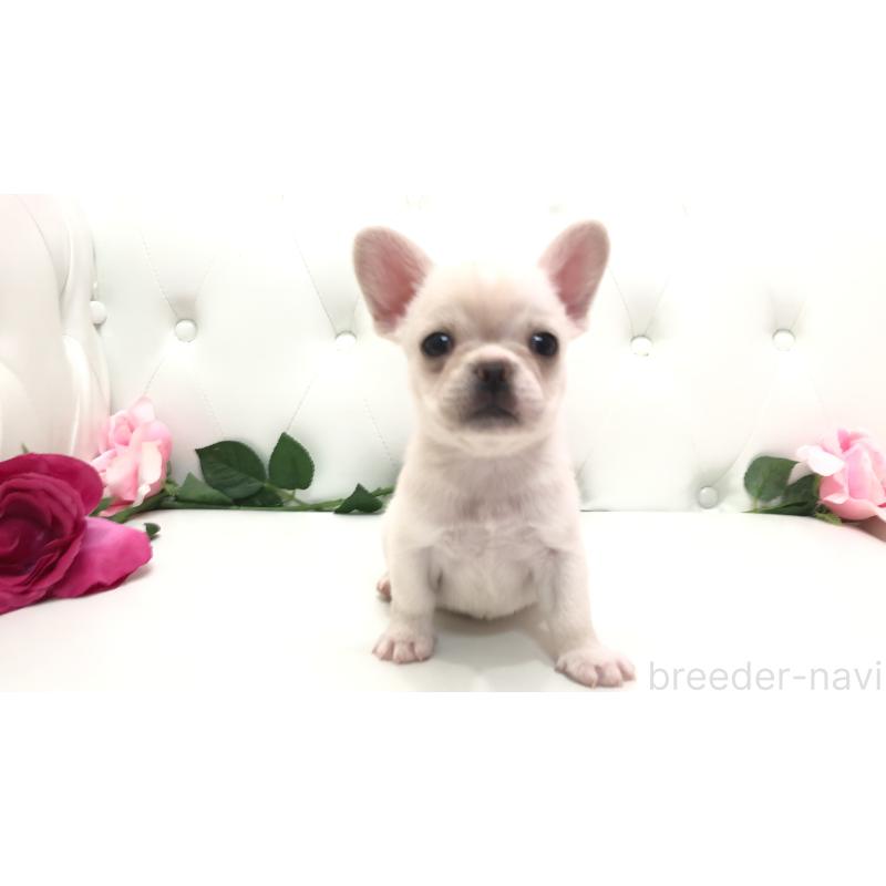 成約済の埼玉県のチワワ(ロングコート)-401457の5枚目