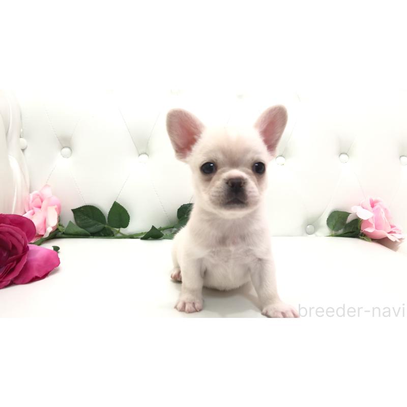 成約済の埼玉県のチワワ(ロングコート)-401457の4枚目