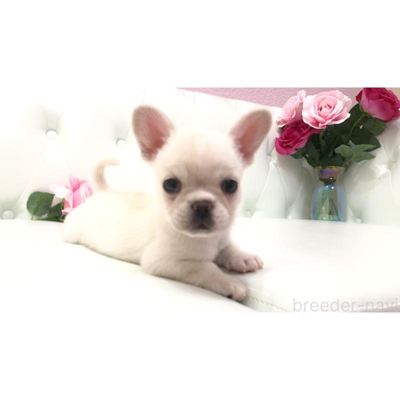 成約済の埼玉県のチワワ(ロングコート)-401457の3枚目