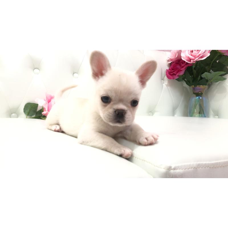 成約済の埼玉県のチワワ(ロングコート)-401457の2枚目