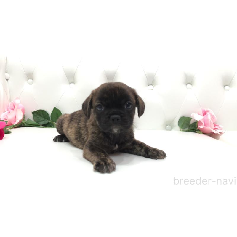 成約済の埼玉県のミックス犬-401461の1枚目